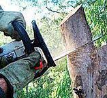 Best Commercial Tree Services  in Melville, NY