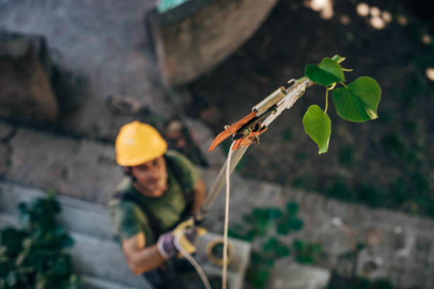 How Our Tree Care Process Works  in  Melville, NY