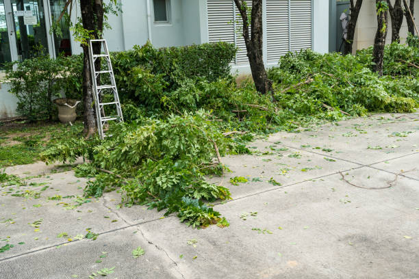 Reliable Melville, NY Tree Removal Solutions