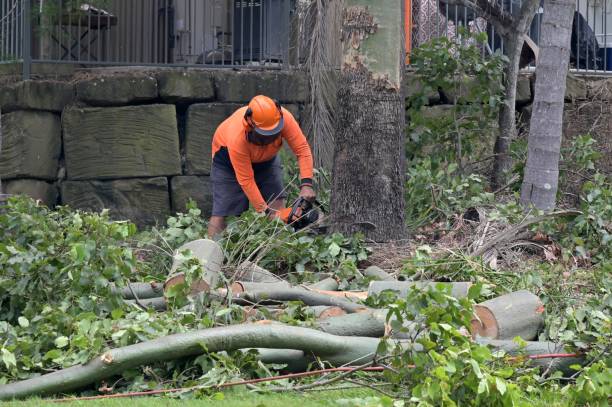  Melville, NY Tree Removal Pros